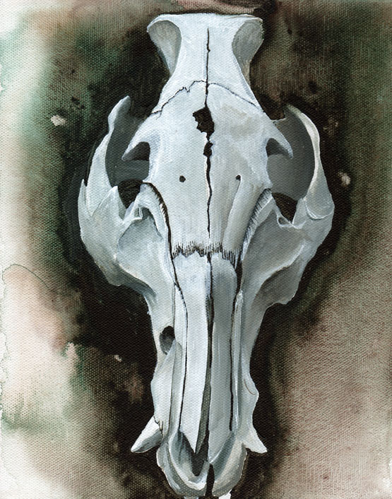 skull series (7)